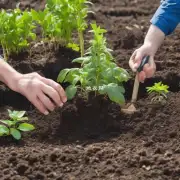在种植榆树盆栽时需要确保根基土壤有足够的通气性和排水性吗?