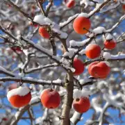 盆栽冬桑树的果实是什么颜色的?
