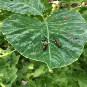 你对如何处理马蹄莲叶片上的小虫子有任何了解吗?