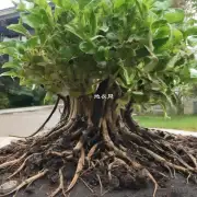 对于喜欢湿润条件的植物来说夏季如何避免过度浇水导致根部腐烂的情况发生?
