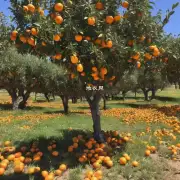 是什么原因导致盆栽橘子树出现干枯现象呢?