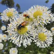 如何识别并确定哪些类型的昆虫导致花朵凋谢的主要因素?
