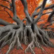 枫树的根系有什么特殊性质或结构吗?