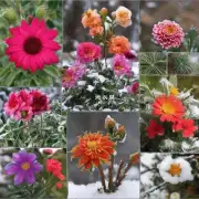 哪些花卉在冬季中最具装饰性?