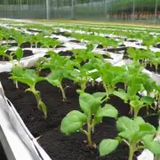 在茶梅上施用有机肥对于植物生长有什么影响?