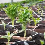 怎样判断植物是否足够成熟以接受移植呢?