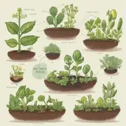 你有看到过关于植物生长周期图表的图片吗?