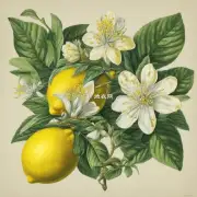 柠檬花属于哪个植物科和属类呢?