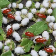 仁科纱虫棉蚜有哪些防治方法?