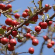 铁树果可以用来代替茶水吗?