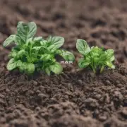 你需要知道关于土壤养分的信息吗?