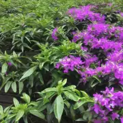 紫茉莉栽培中应该如何保持土壤湿度?