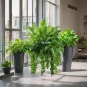 在室内环境中绿色植物可以提供什么样的环境益处呢?