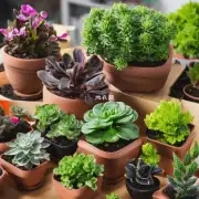 哪些品种适合作为小型盆栽放置在家庭中或办公室中?
