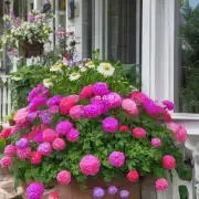 北阳台上适合种植哪些种类的花卉?
