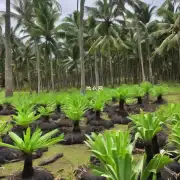你能否提供一些关于如何正确地种植和养护这些植物的例子或者建议呢?比如你可以告诉我一些有关于种植和养殖那些椰子树所用的方法技巧或注意事项吗?