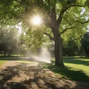 如果中午浇水能增加树木的养分含量么?
