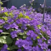 哪些气候条件适合紫茉莉生长?