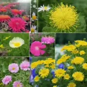如何有效地管理夏季花卉的湿度呢?
