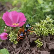 提出第一个问题花卉为什么会被蚂蚁入侵?
