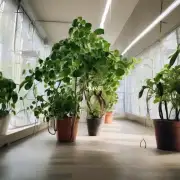 什么种类的植物适合在室内光线较暗的环境中生长?