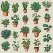什么是中性植物它们有什么特点和适应性特征?