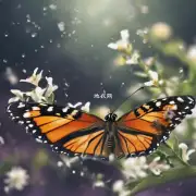 当你看到一只蝴蝶时你会不会想到美丽的奇迹?