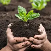什么样的土壤适合种植特定的植物品种?