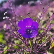 紫露草的花期有多长?