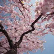 平安树开的花具有哪些特殊的香气呢?