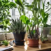 为什么我的室内植物总是枯萎或不健康?