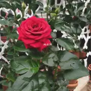 为什么要修剪和整枝红玫瑰盆栽呢?