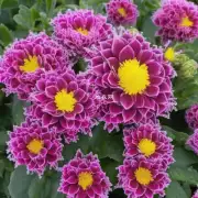 对于那些耐寒的花卉植物而言是否存在一些特殊的种植方法或技术来增强其耐寒和抗冻能力呢?