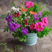 有哪些适合在家中或办公室种植的室内花卉?