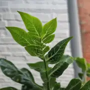 这种植物的叶片边缘是如何呈现的?