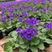 紫茉莉在种植过程中如何控制病虫害问题?