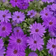 紫色的花有哪些种类?