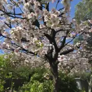 平安树开花时是否有其他植物在附近生长?