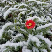 有哪些常见的花卉植物在寒冷环境下容易遭受到冻害的现象?