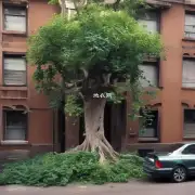 榕树为什么能够通过根部攀爬建筑物并附着在上面这跟其他植物有什么不同吗?