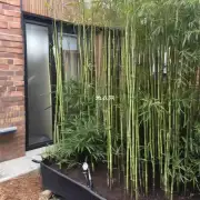 Can I prune my Chinese Bamboo and if so how?