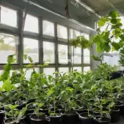 一些植物对不同的光照条件有更强烈的需求吗?