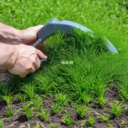有一种植物叫做吸尘器草它能起到什么作用呢?