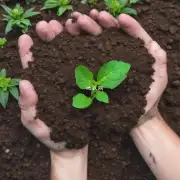 种植花卉需要什么样的土壤消毒?