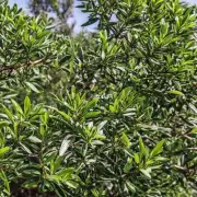 茶叶树的叶子形态是什么?