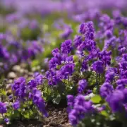 紫茉莉的种植方式如何选择?