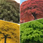 发财树叶子在不同的生长阶段有什么变化?