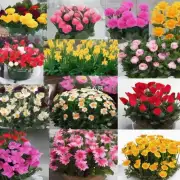 如何选择合适的租赁花卉种类?