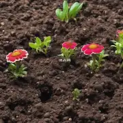 土壤中有哪些元素对花卉生长的影响?