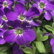 什么是紫藤花?